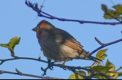 Carpodacus erythrinus grebnitskii