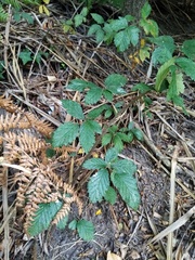 Rubus echinatus