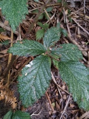 Rubus echinatus