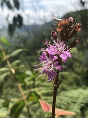 Tibouchina bipenicillata