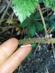 Rubus echinatus