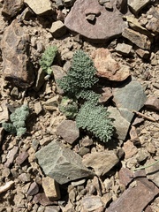Cymopterus aboriginum