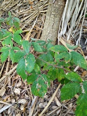 Rubus echinatus