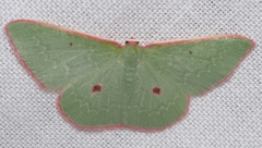 Chlorocoma cadmaria