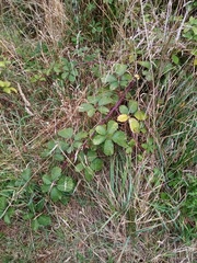 Rubus echinatus