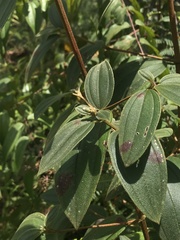 Tibouchina bipenicillata
