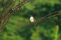 Serpophaga hypoleuca