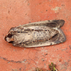 Proteuxoa bistrigula