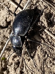 Calosoma luxatum