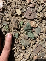 Cymopterus aboriginum