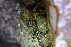 Plethodon petraeus