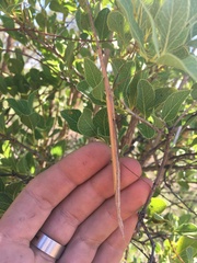 Austrosipyloidea carterus