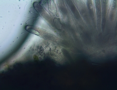 Pertusaria leioplaca