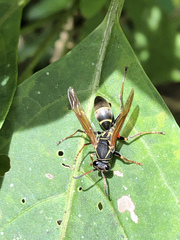 Polistes pacificus