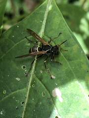 Polistes pacificus