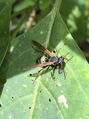 Polistes pacificus