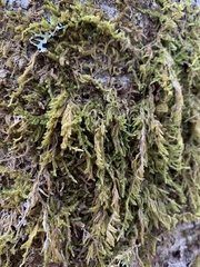 Hypnum cupressiforme filiforme