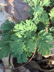 Dicentra canadensis