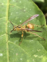 Mischocyttarus angulatus