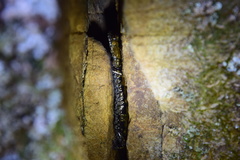 Plethodon petraeus