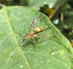Mischocyttarus angulatus