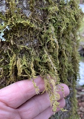 Hypnum cupressiforme filiforme