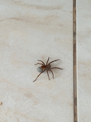 Araneae