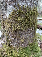 Hypnum cupressiforme filiforme