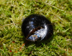 Victaphanta compacta