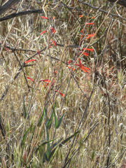 Penstemon subulatus