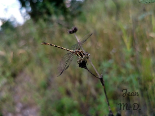 Progomphus intricatus