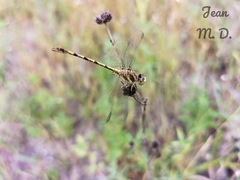 Progomphus intricatus
