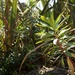 Euphorbia glauca - Photo (c) Jon Sullivan, alguns direitos reservados (CC BY)