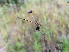 Progomphus intricatus