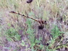 Progomphus intricatus