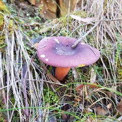 Russula purpureoflava