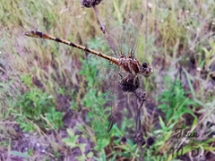 Progomphus intricatus