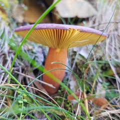 Russula purpureoflava