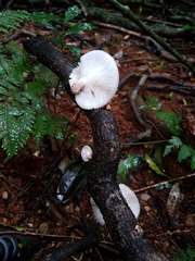 Lentinula lateritia