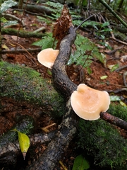 Lentinula lateritia