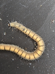 Odontosyllis phosphorea