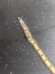 Odontosyllis phosphorea