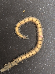 Odontosyllis phosphorea