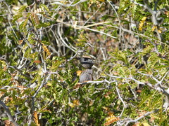 Painteria elachistophylla