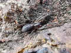 Xeropigo