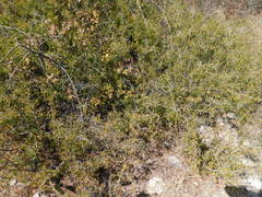 Painteria elachistophylla