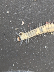 Odontosyllis phosphorea