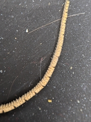 Odontosyllis phosphorea