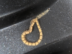 Odontosyllis phosphorea