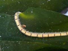 Odontosyllis phosphorea